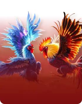 cockfight-ksport